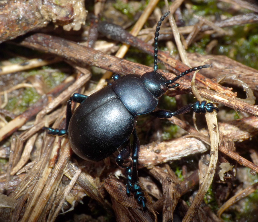 Timarcha nicaeensis